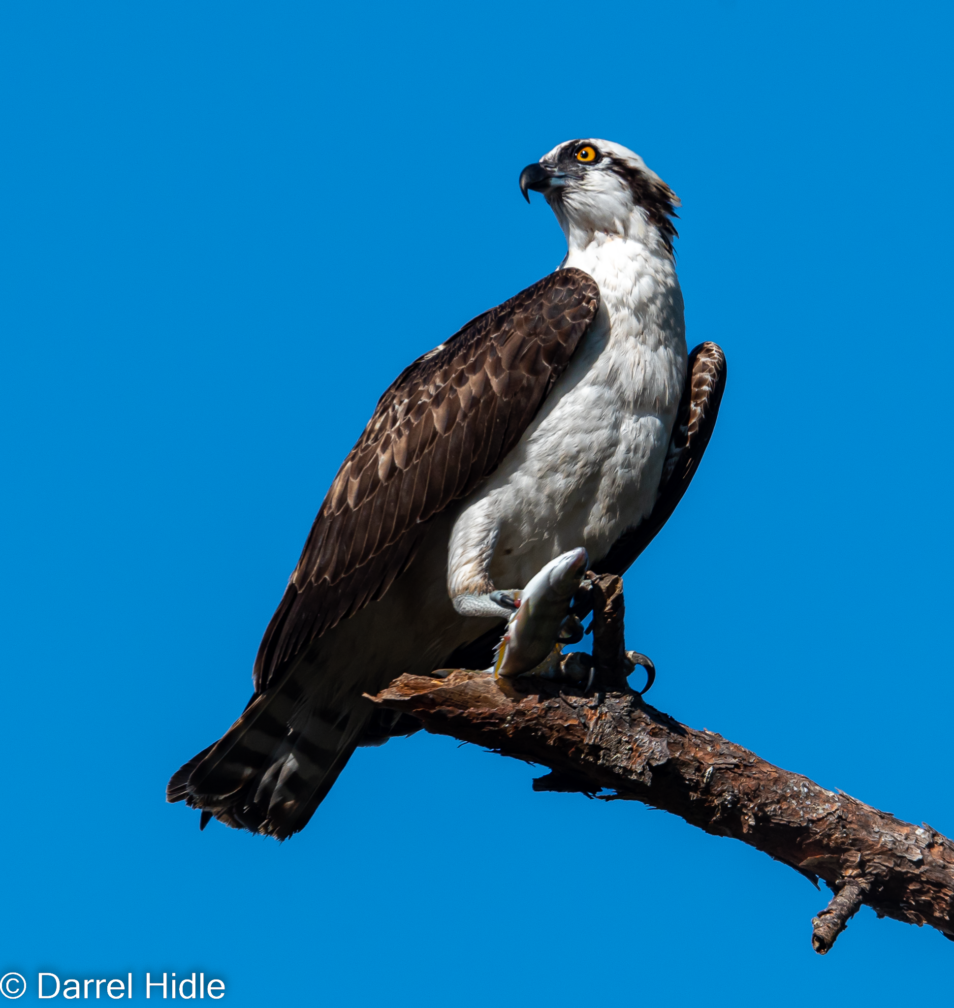 DSC_7618_ffbsm-For Facebook-2.png